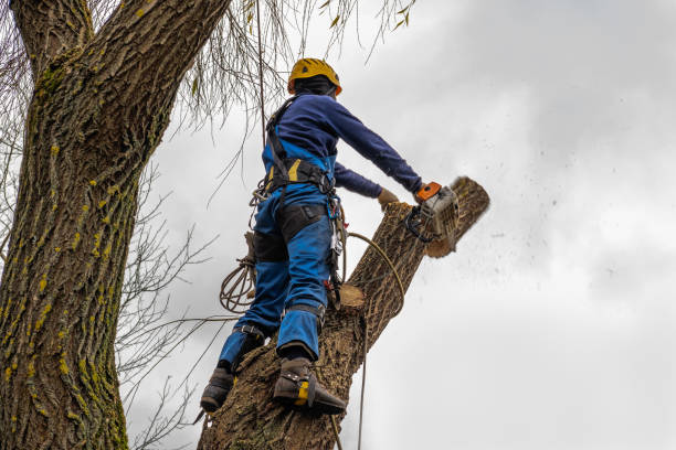 Butler, OH Tree Services Company